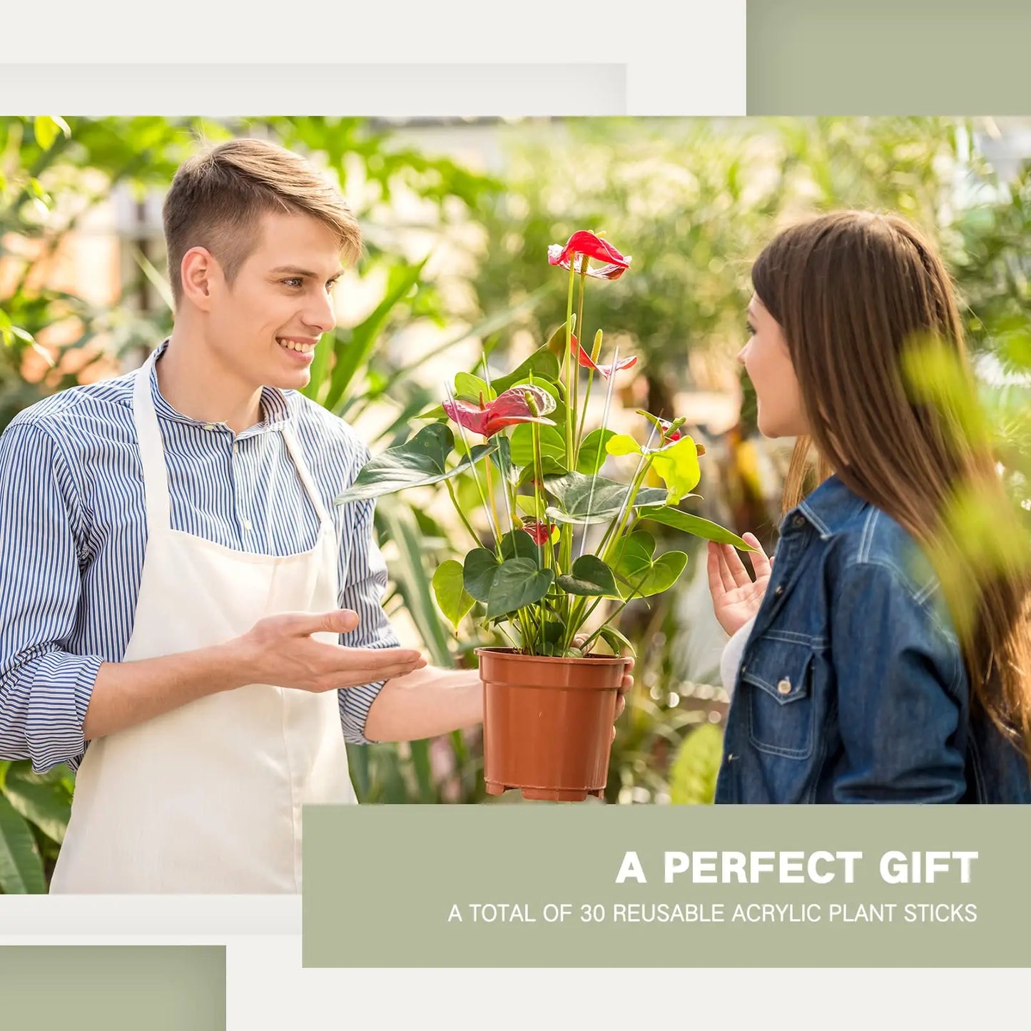 Planturi acrilice mize de grădină mize de orhidee limpede Sticks Sticks în ghiveci Miza de sprijin pentru plante pentru sprijinirea viței de vie crește în poziție verticală