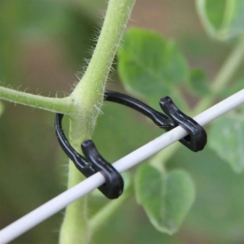 50pcs vinné upevňovací spony spony sponské spony pevné upevňovací nástroj Gronging Grafting Clip Clip Garden Rostlinová rostlina pevný háček držení háku