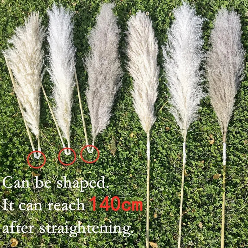10 copë PAMPAS PAMPAS BAR DECORTION DECORIORE DECORIRE DREJTSIA E DREJTS